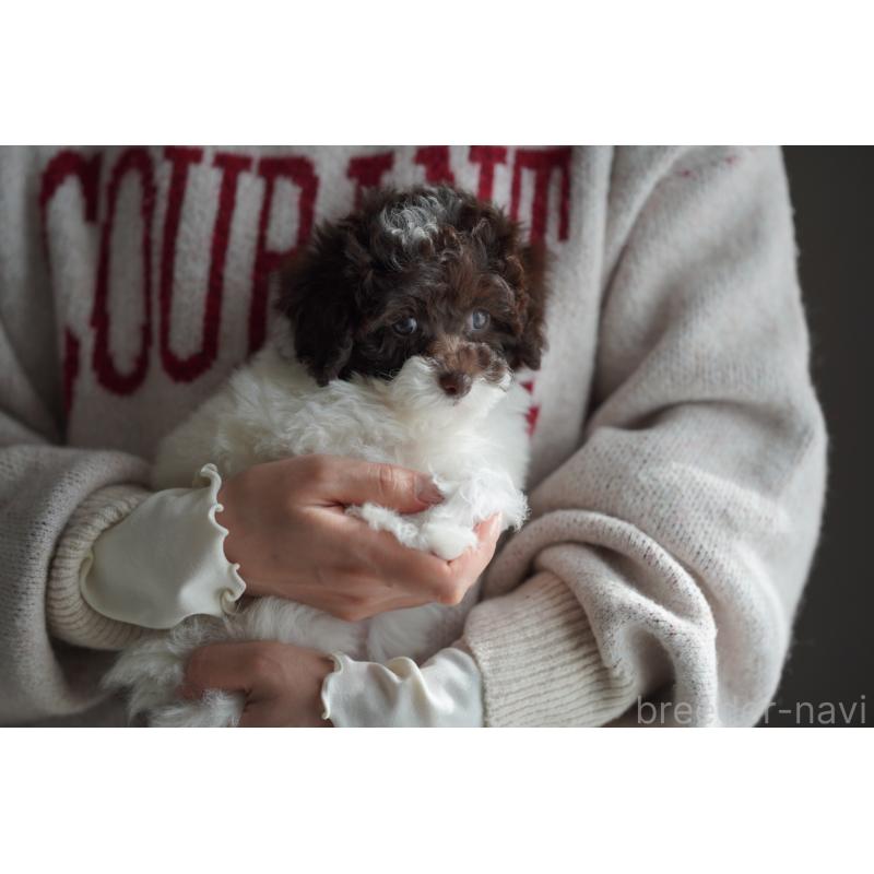 販売中の広島県のタイニープードル-441865の16枚目