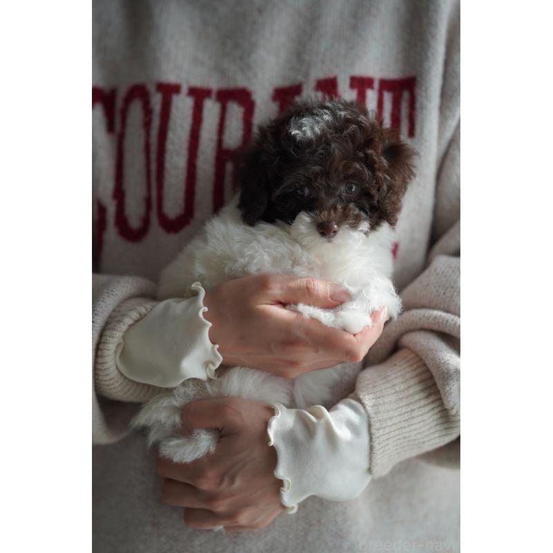 販売中の広島県のタイニープードル-441865の15枚目