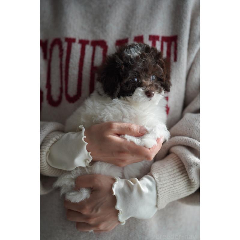 販売中の広島県のタイニープードル-441865の14枚目