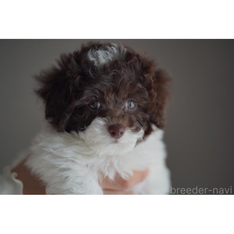 販売中の広島県のタイニープードル-441865の11枚目