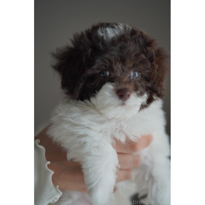 販売中の広島県のタイニープードル-441865の10枚目