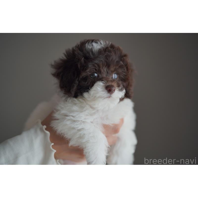 販売中の広島県のタイニープードル-441865の8枚目