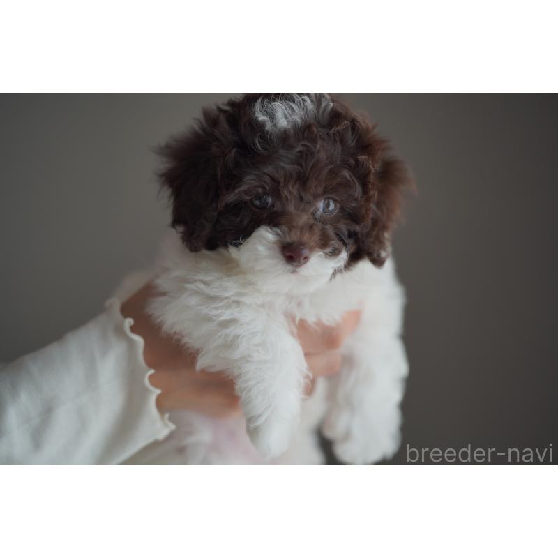 販売中の広島県のタイニープードル-441865の7枚目