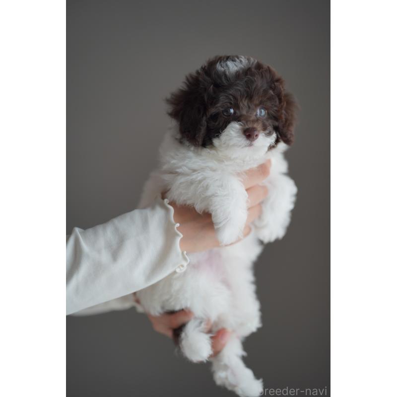 販売中の広島県のタイニープードル-441865の6枚目