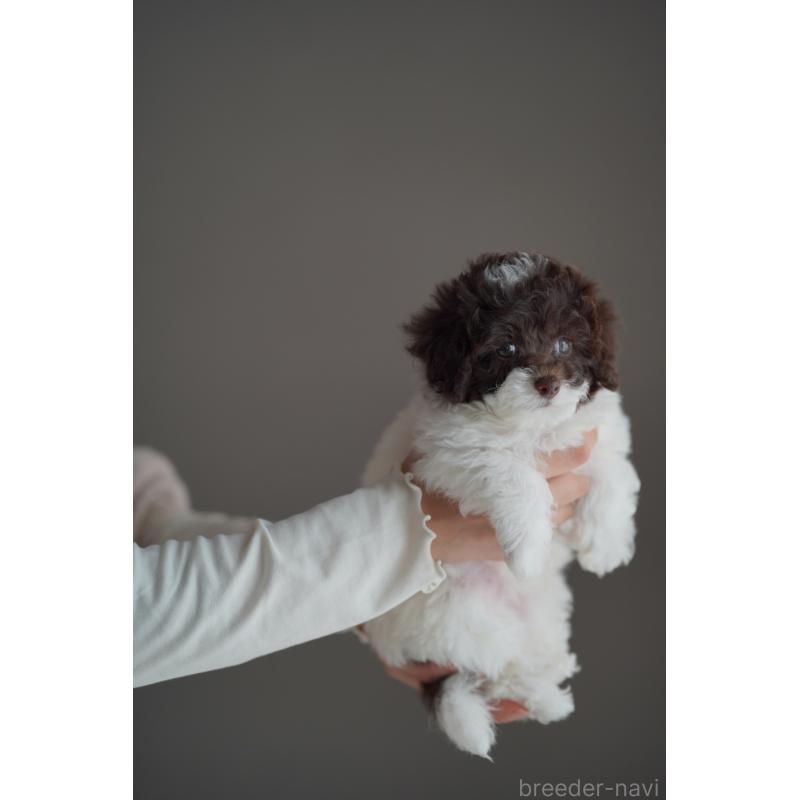 販売中の広島県のタイニープードル-441865の4枚目