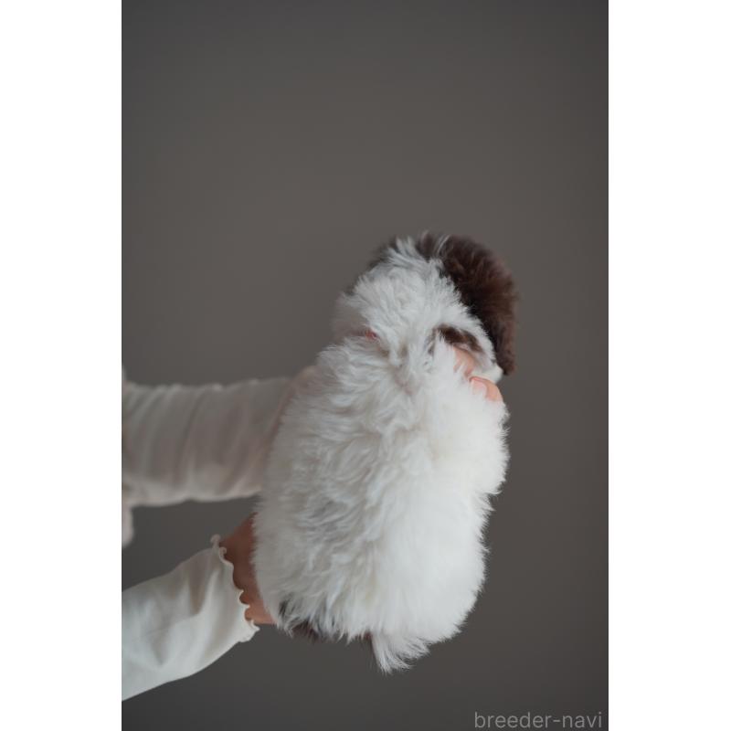 販売中の広島県のタイニープードル-441865の3枚目