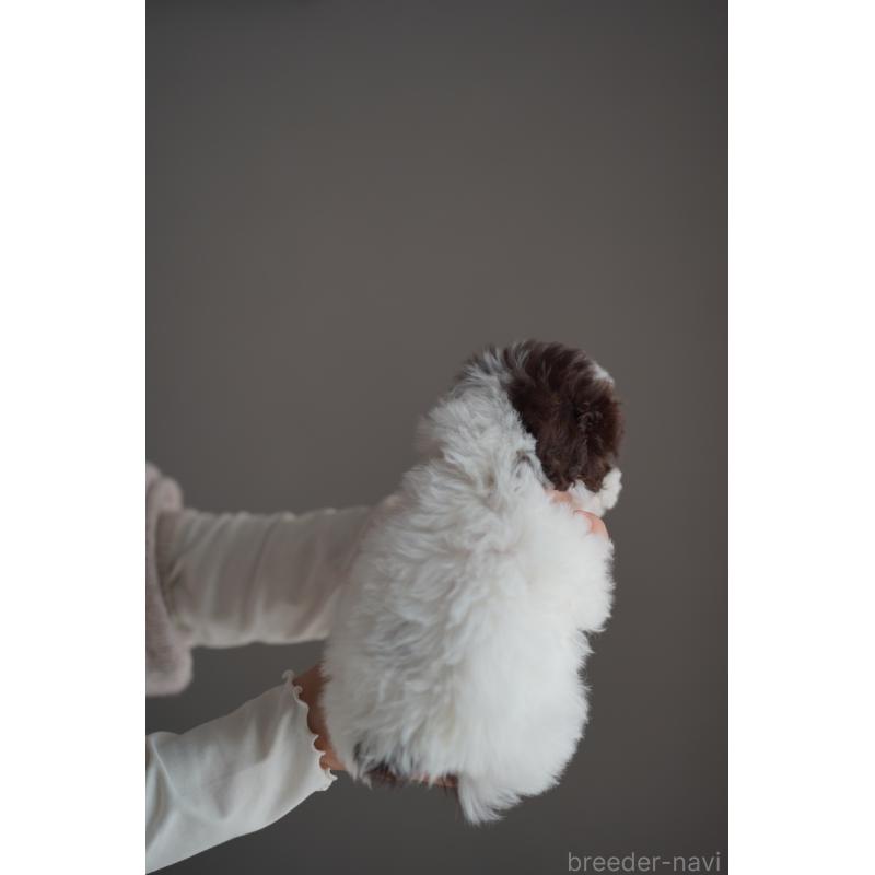 販売中の広島県のタイニープードル-441865の2枚目