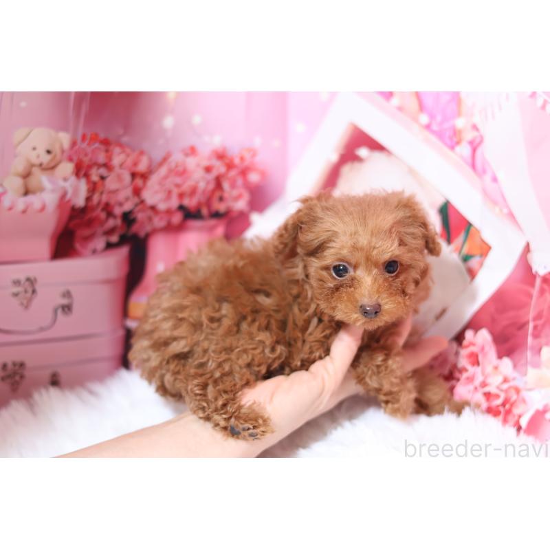 販売中の大阪府のティーカッププードル-441866の3枚目