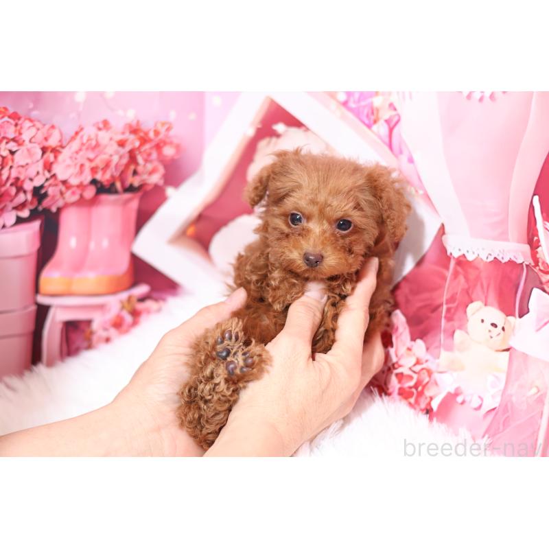 販売中の大阪府のティーカッププードル-441866の2枚目