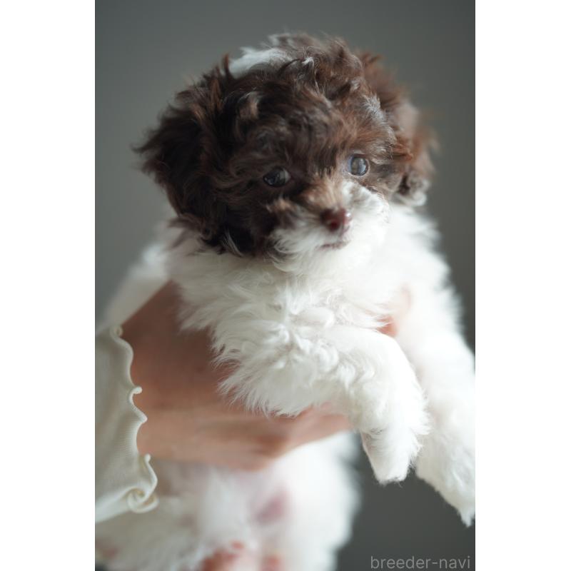 販売中の広島県のティーカッププードル-441867の30枚目