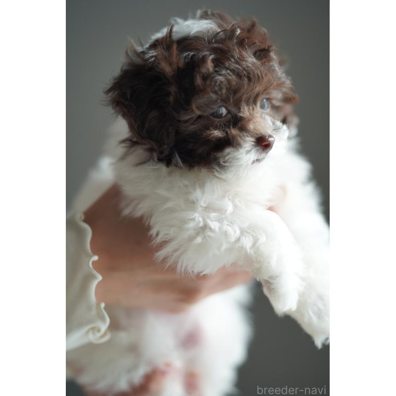 販売中の広島県のティーカッププードル-441867の29枚目