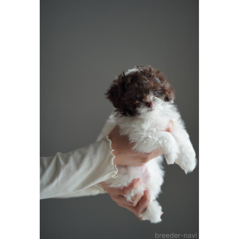 販売中の広島県のティーカッププードル-441867の28枚目