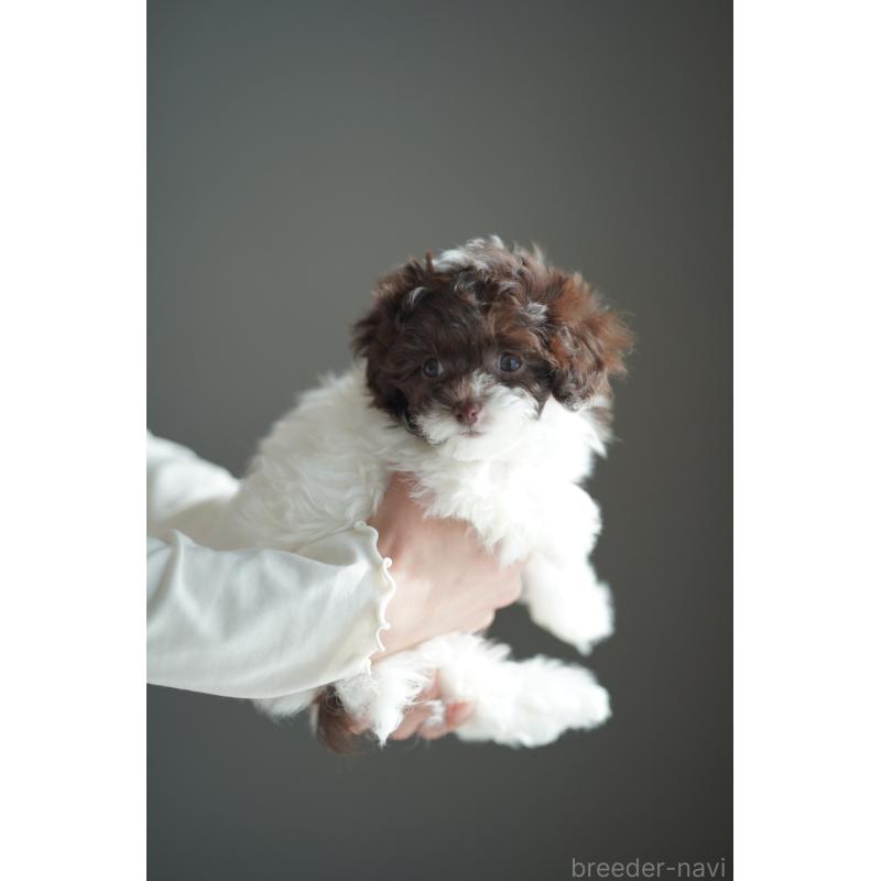 販売中の広島県のティーカッププードル-441867の27枚目