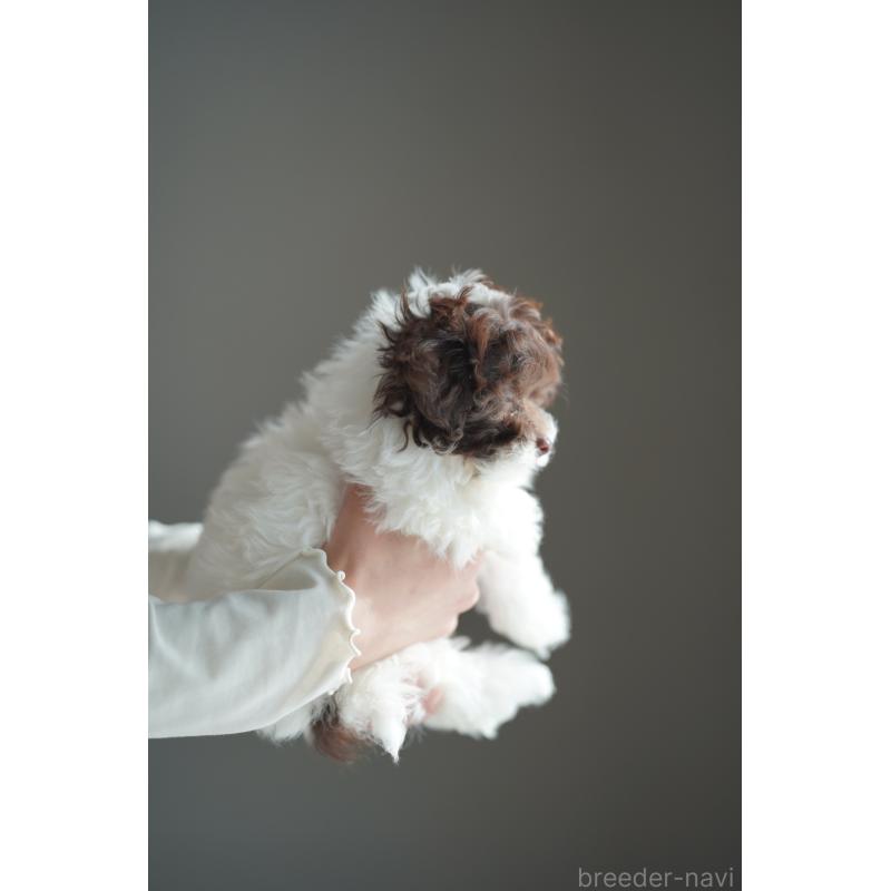 販売中の広島県のティーカッププードル-441867の26枚目