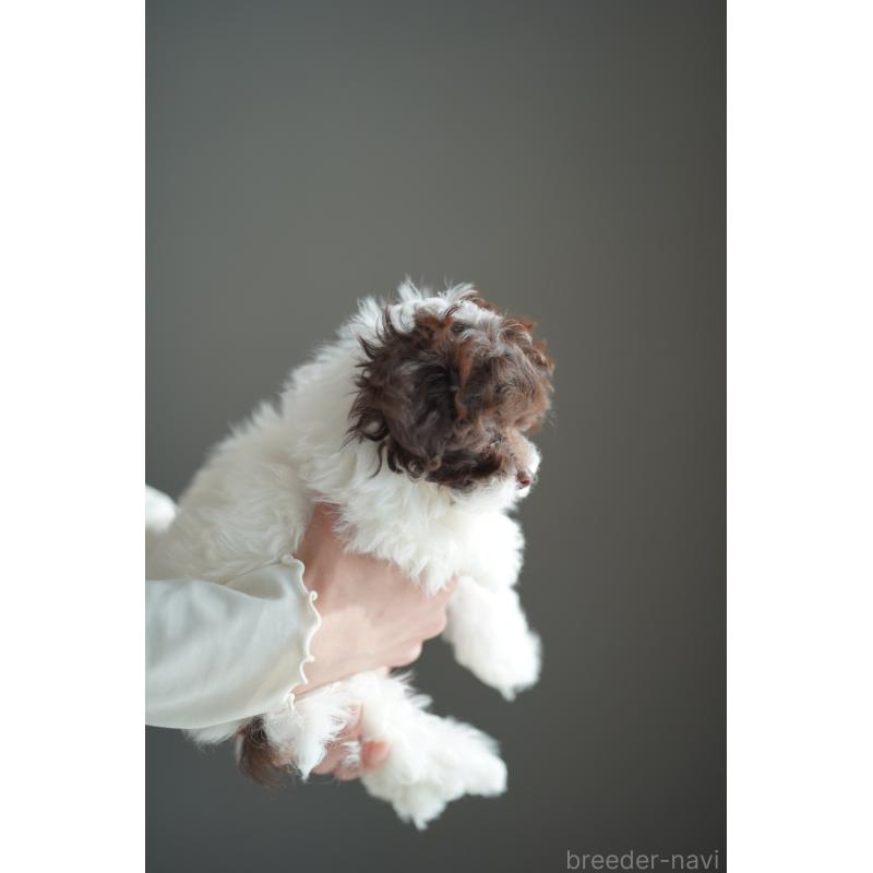 販売中の広島県のティーカッププードル-441867の25枚目