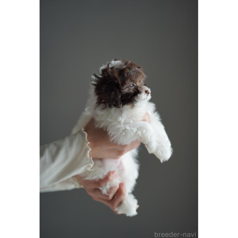 販売中の広島県のティーカッププードル-441867の24枚目