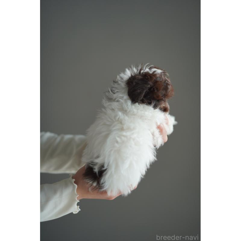 販売中の広島県のティーカッププードル-441867の23枚目