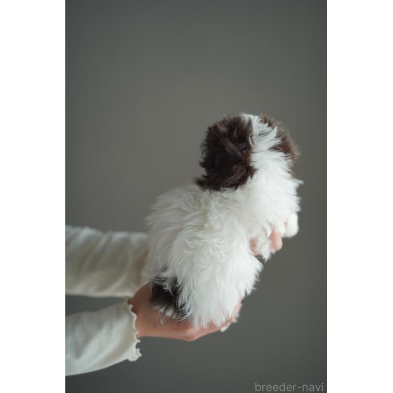 販売中の広島県のティーカッププードル-441867の22枚目