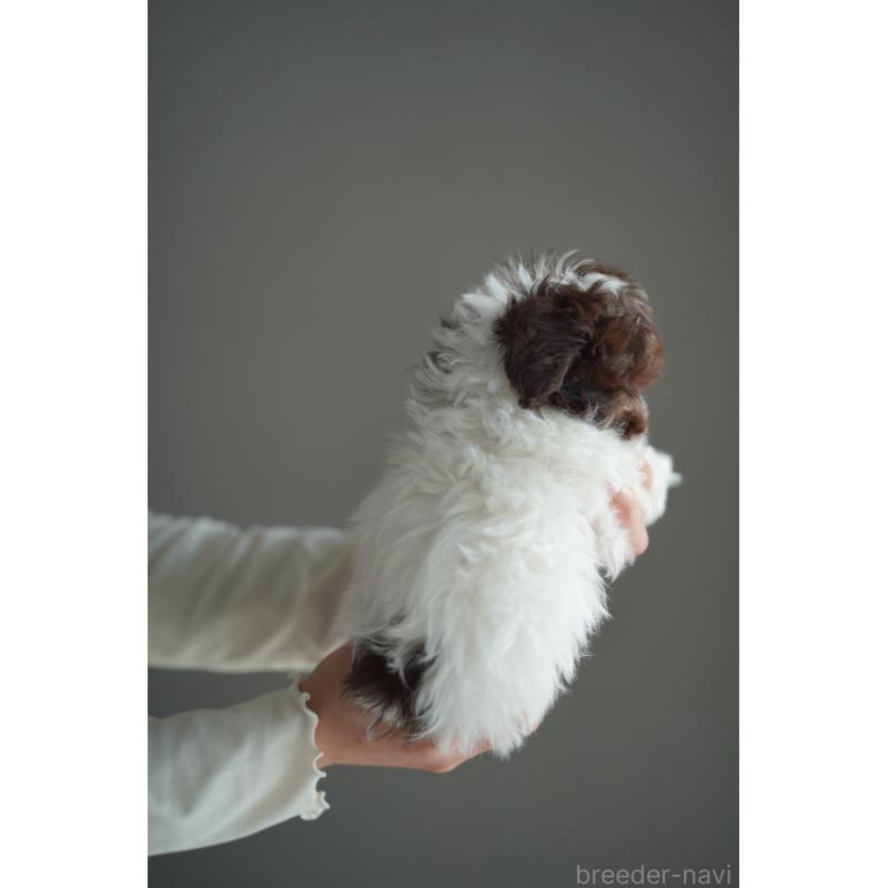 販売中の広島県のティーカッププードル-441867の21枚目