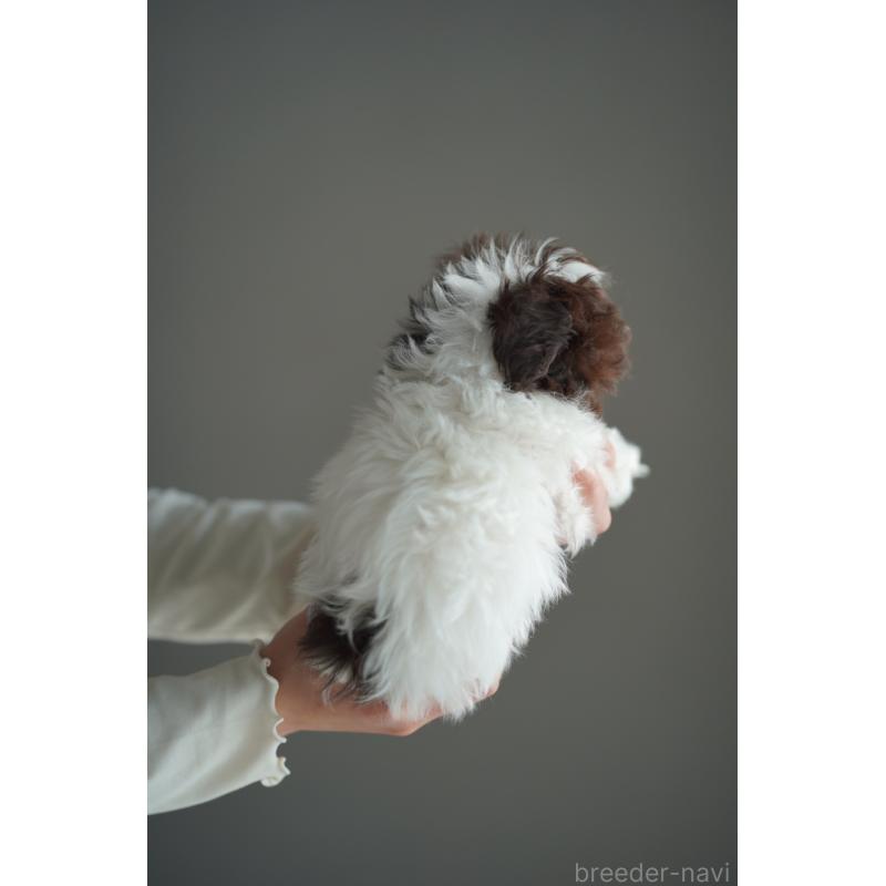 販売中の広島県のティーカッププードル-441867の20枚目