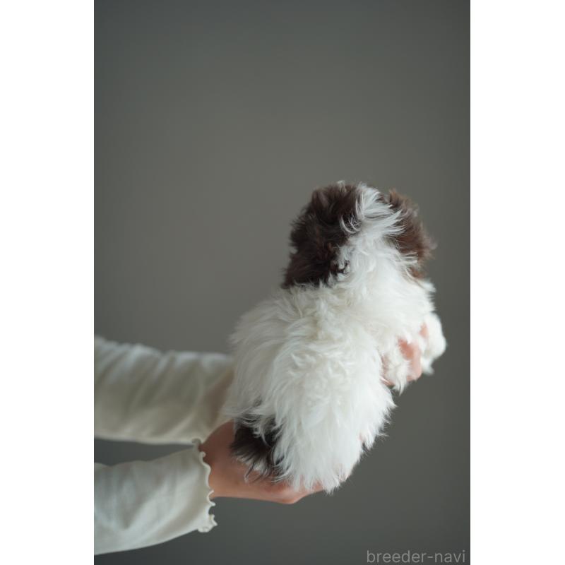 販売中の広島県のティーカッププードル-441867の19枚目