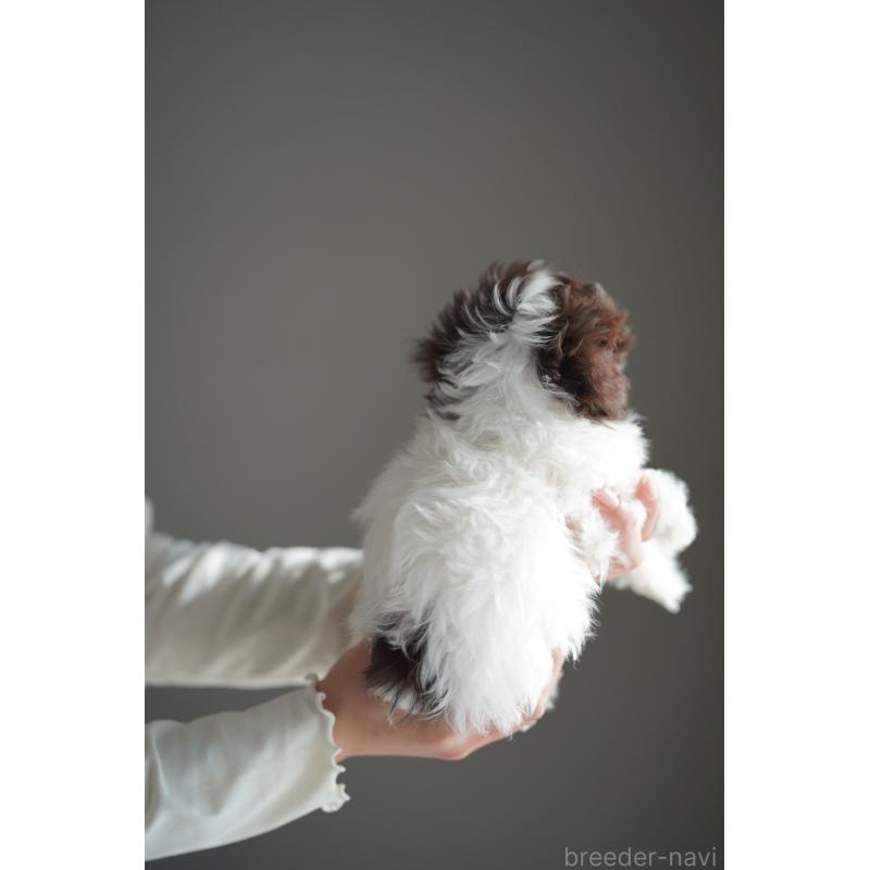 販売中の広島県のティーカッププードル-441867の18枚目