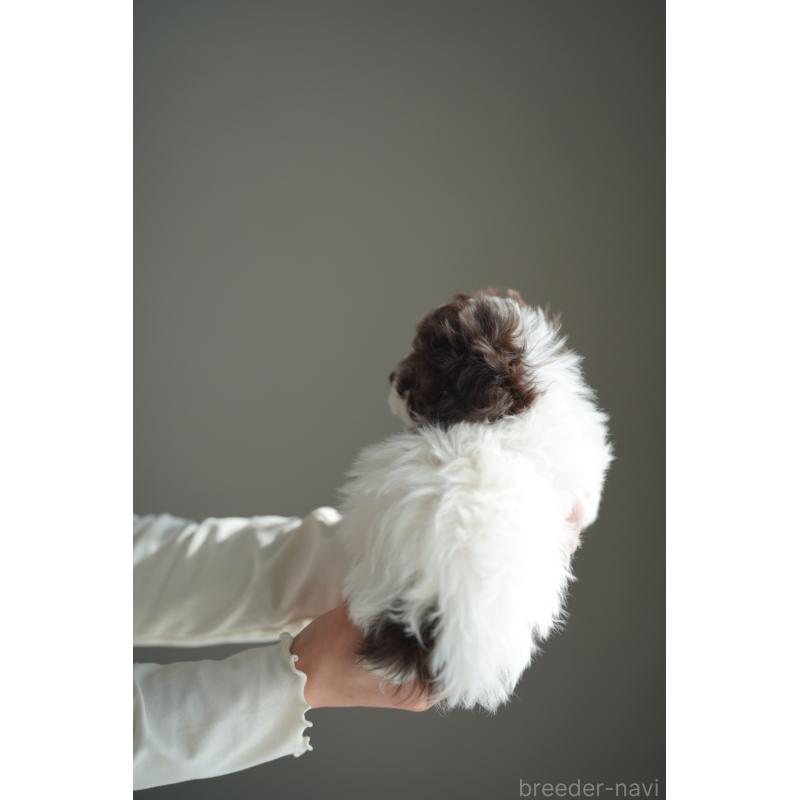 販売中の広島県のティーカッププードル-441867の17枚目