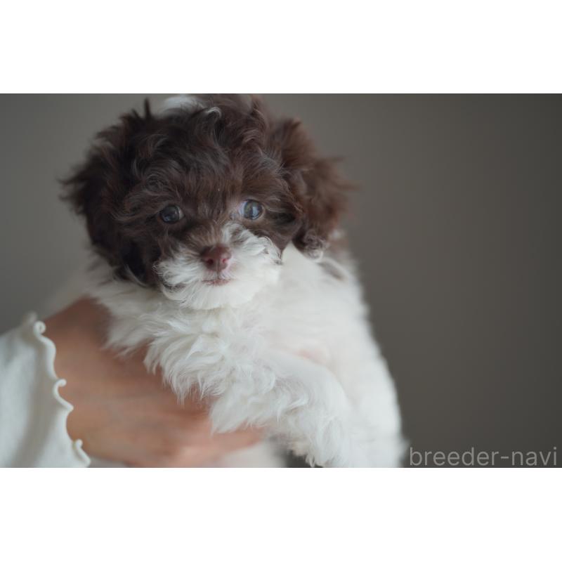 販売中の広島県のティーカッププードル-441867の16枚目