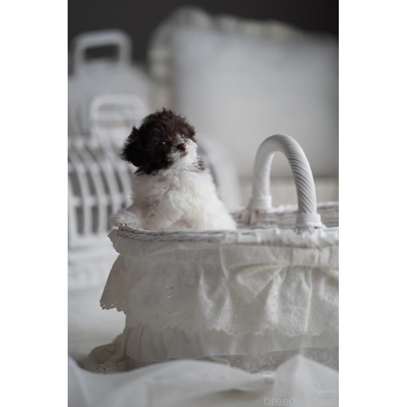 販売中の広島県のティーカッププードル-441867の15枚目