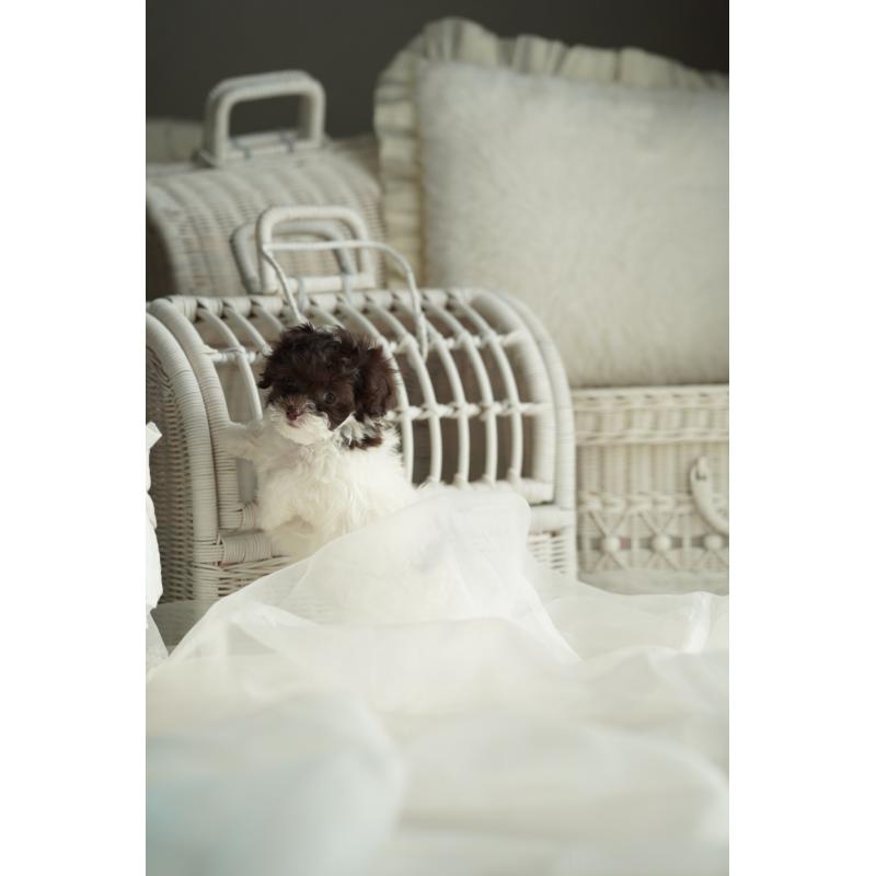 販売中の広島県のティーカッププードル-441867の14枚目