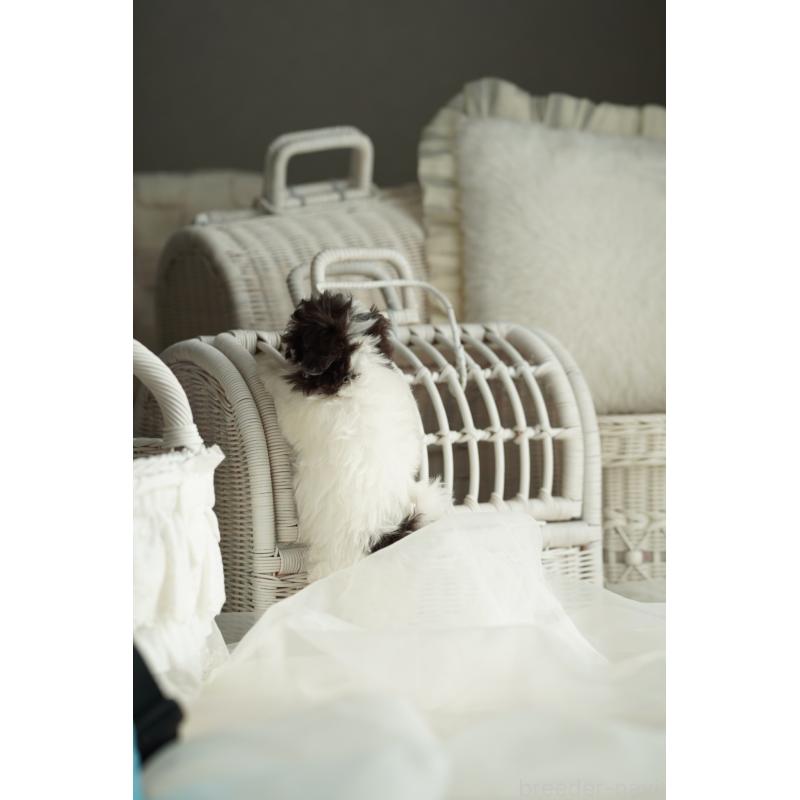 販売中の広島県のティーカッププードル-441867の13枚目