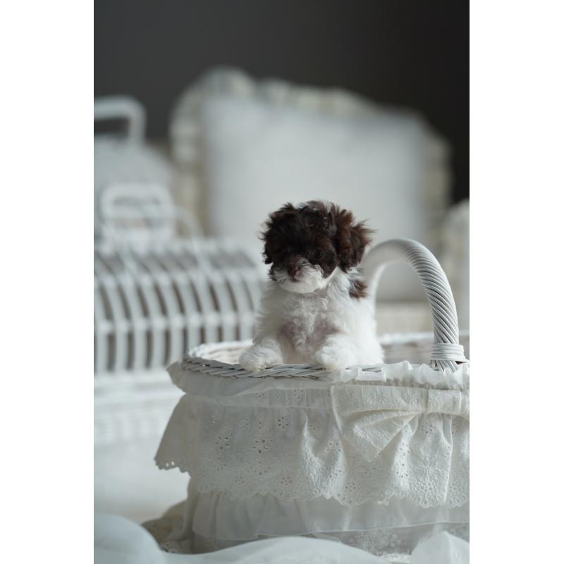 販売中の広島県のティーカッププードル-441867の12枚目