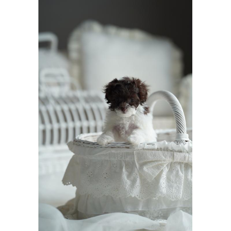 販売中の広島県のティーカッププードル-441867の11枚目