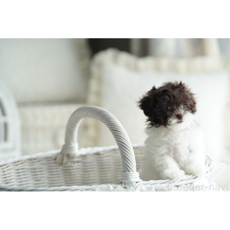 販売中の広島県のティーカッププードル-441867の9枚目