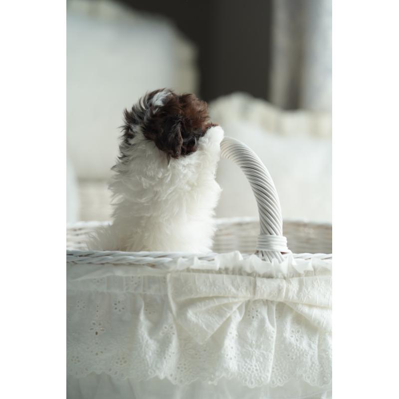 販売中の広島県のティーカッププードル-441867の8枚目