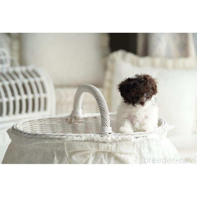 販売中の広島県のティーカッププードル-441867の7枚目