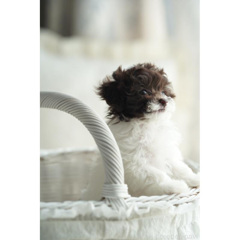 販売中の広島県のティーカッププードル-441867の6枚目