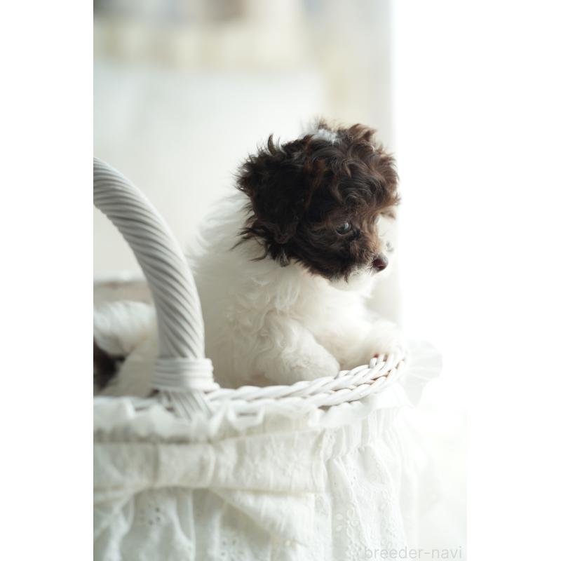 販売中の広島県のティーカッププードル-441867の5枚目