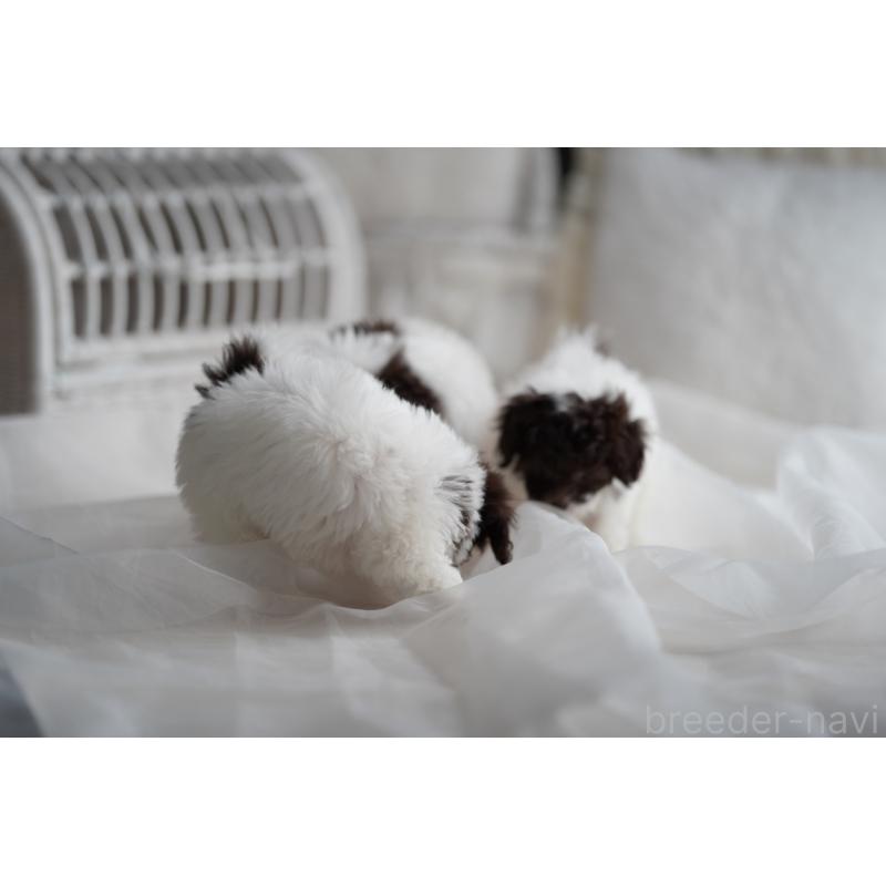 販売中の広島県のティーカッププードル-441867の4枚目