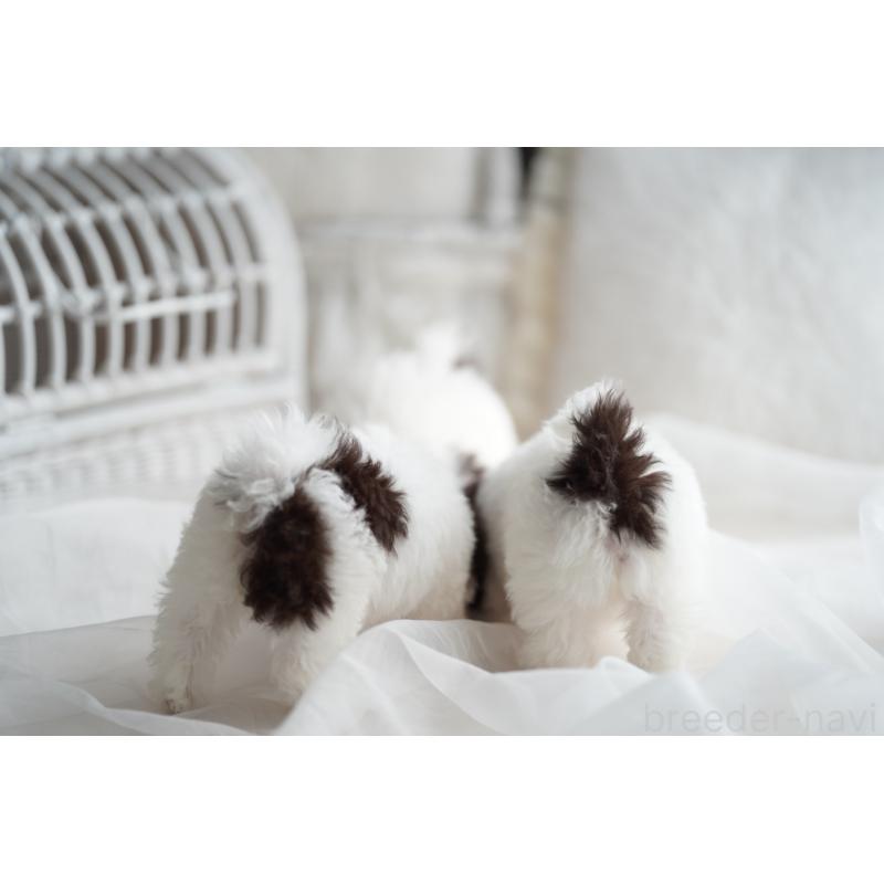 販売中の広島県のティーカッププードル-441867の3枚目