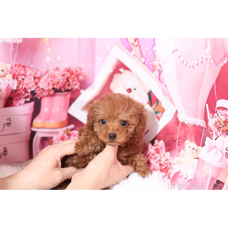 販売中の大阪府のティーカッププードル-441868の3枚目