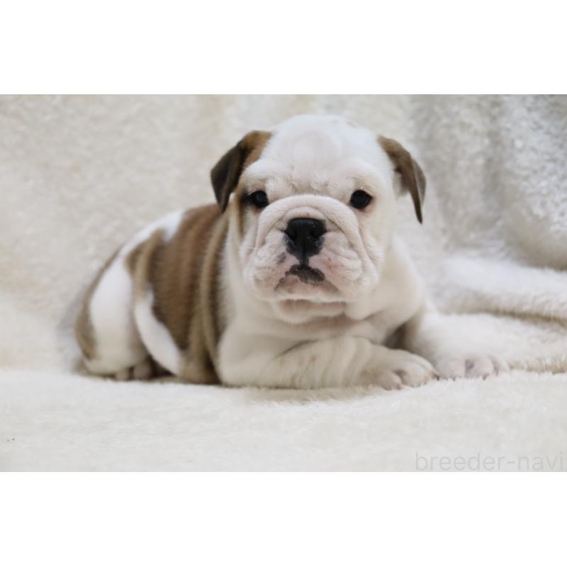 成約済の滋賀県のブルドッグ-440115の6枚目