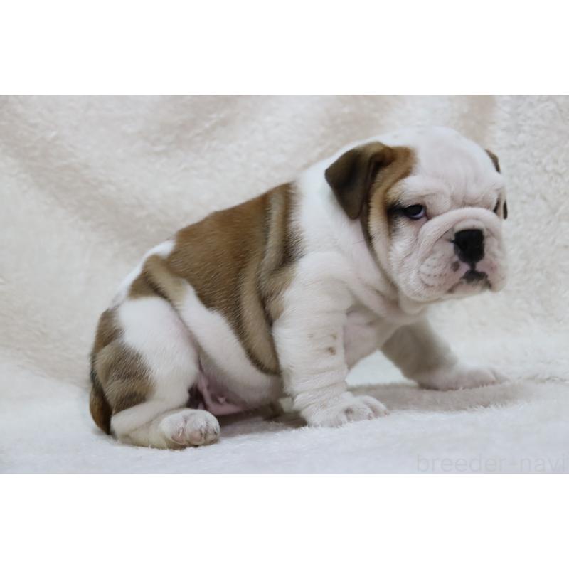 成約済の滋賀県のブルドッグ-440115の5枚目