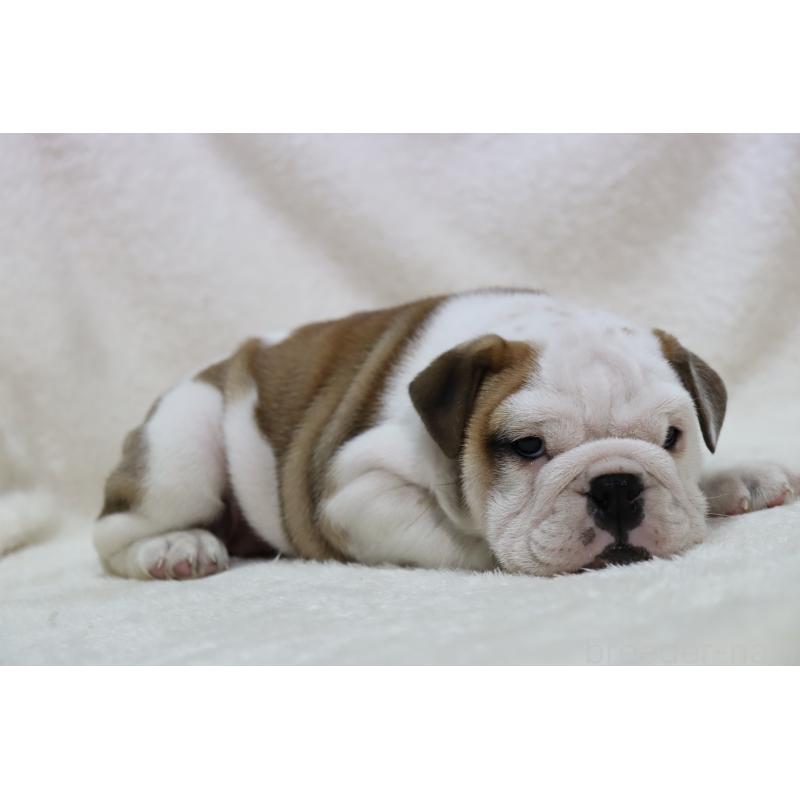 成約済の滋賀県のブルドッグ-440115の4枚目