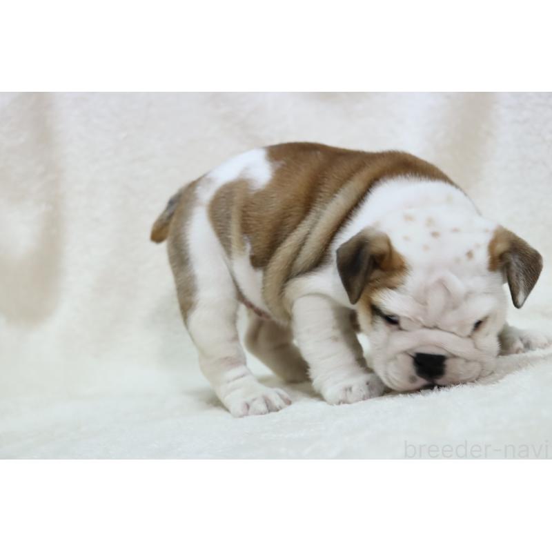 成約済の滋賀県のブルドッグ-440115の3枚目