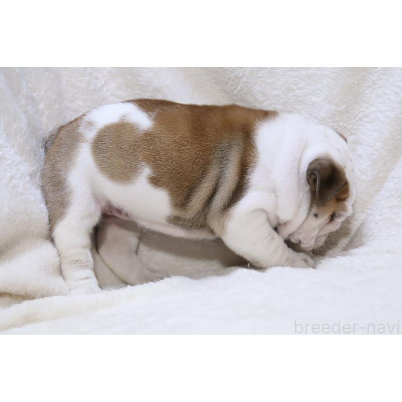 成約済の滋賀県のブルドッグ-440115の2枚目