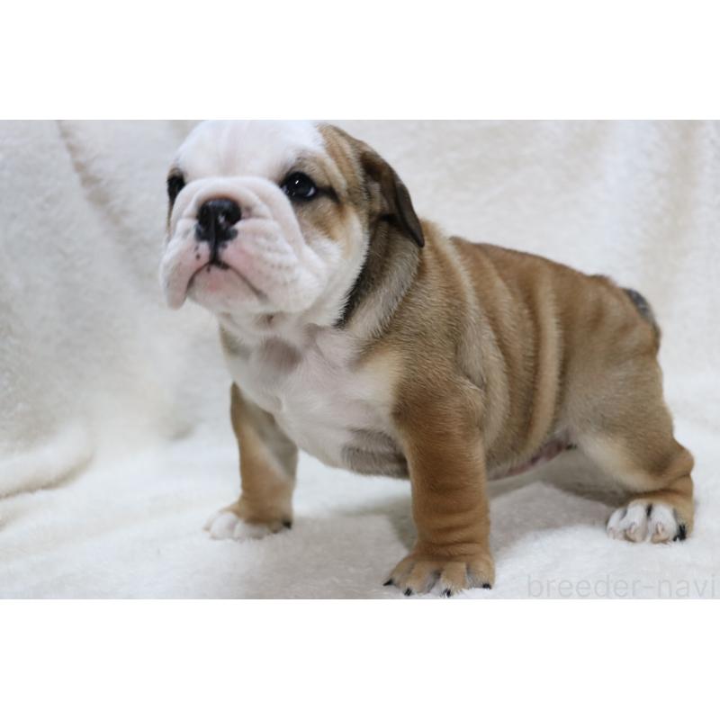 販売中の滋賀県のブルドッグ-440109の9枚目