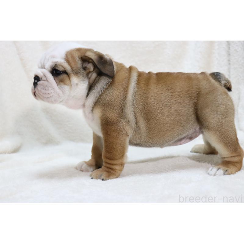 販売中の滋賀県のブルドッグ-440109の8枚目