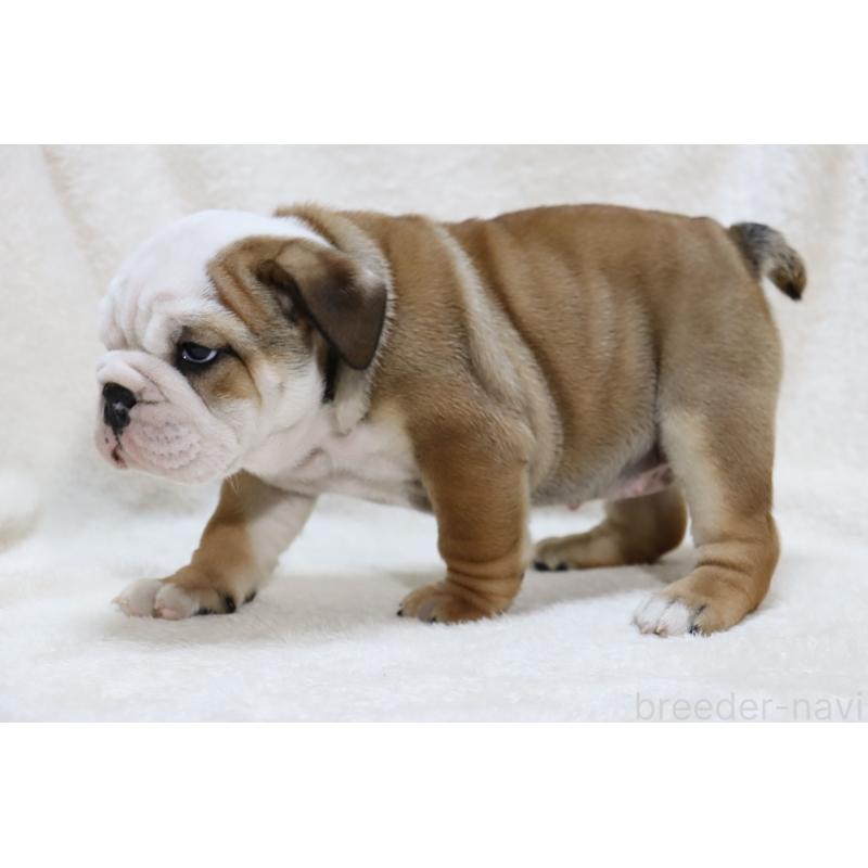 販売中の滋賀県のブルドッグ-440109の7枚目