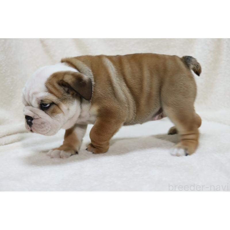 販売中の滋賀県のブルドッグ-440109の6枚目